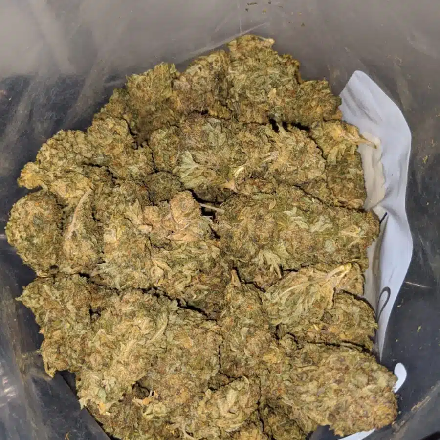 sour poison aa 3 I Sour Poison AA+