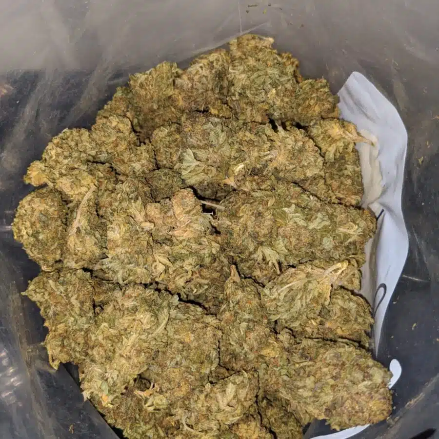 sour poison aa 4 I Sour Poison AA+