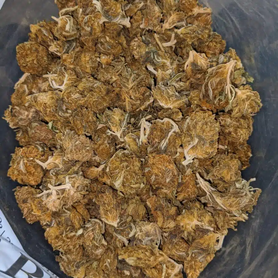 AA cheap sativa 1 I AA Cheap Sativa