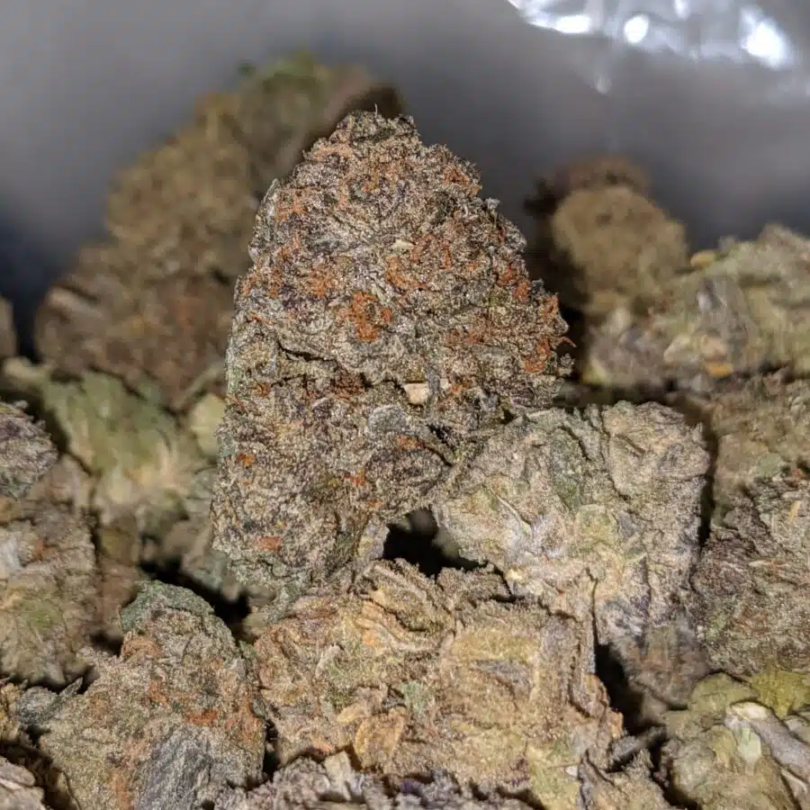 PURPLE GUSH AA 1 I Purple Gush AA+