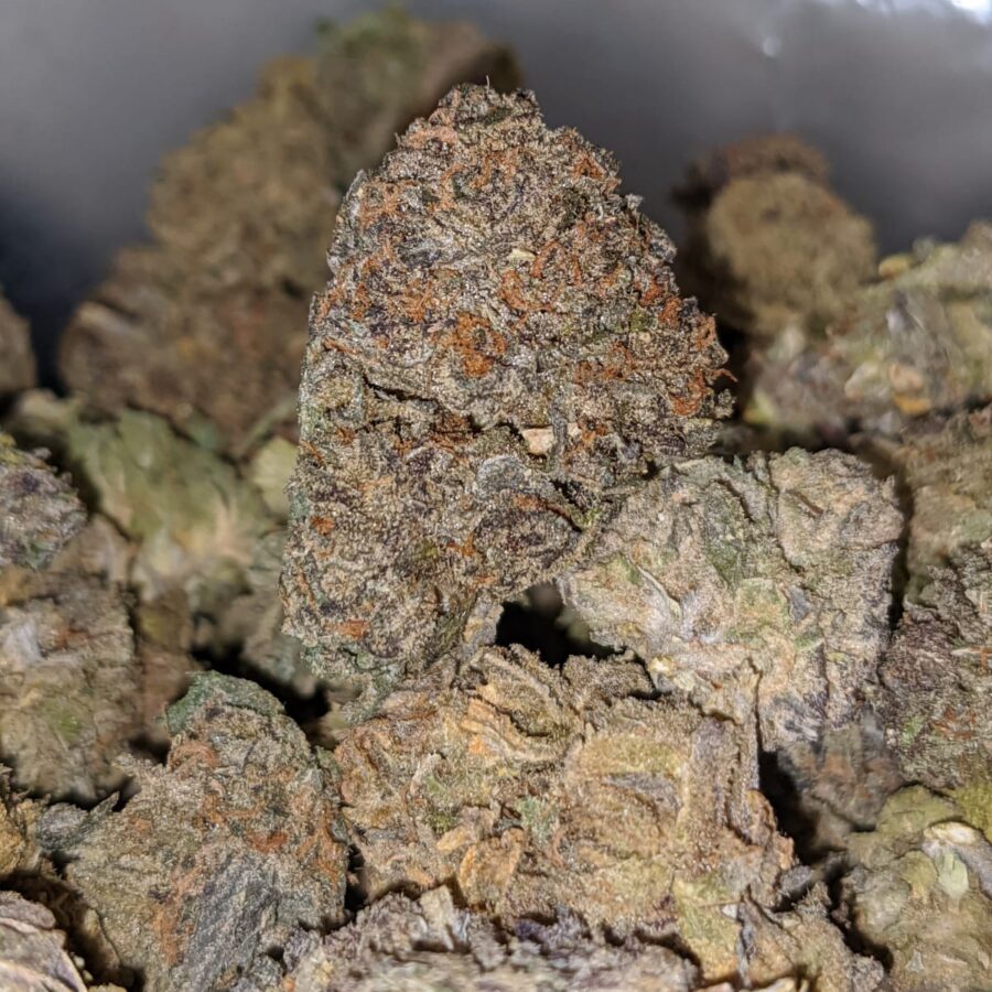 PURPLE GUSH AA 2 I Purple Gush AA+