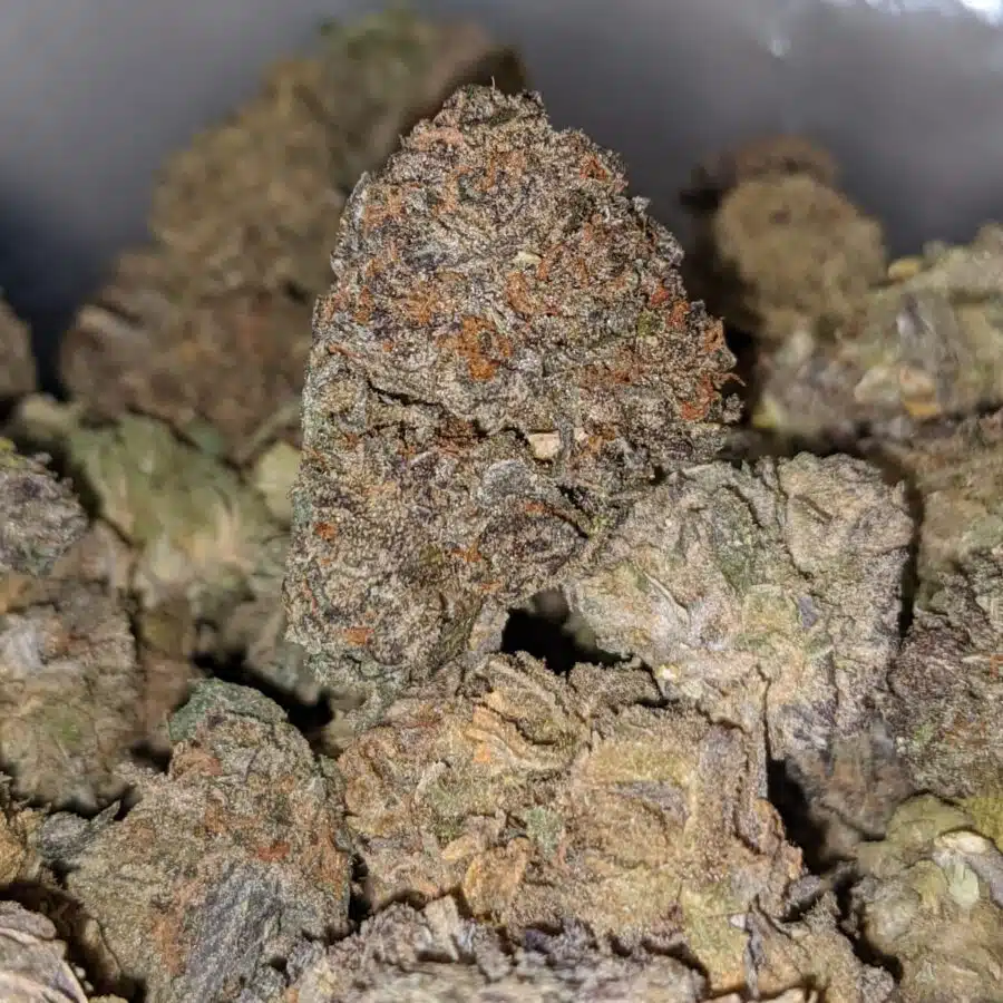 PURPLE GUSH AA 2 I Purple Gush AA+