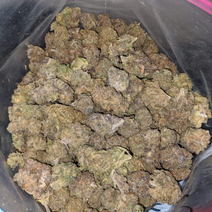 PURPLE GUSH AA 3 I Purple Gush AA+