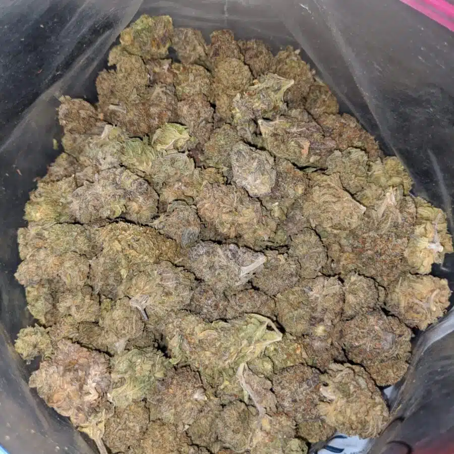 PURPLE GUSH AA 3 I Purple Gush AA+