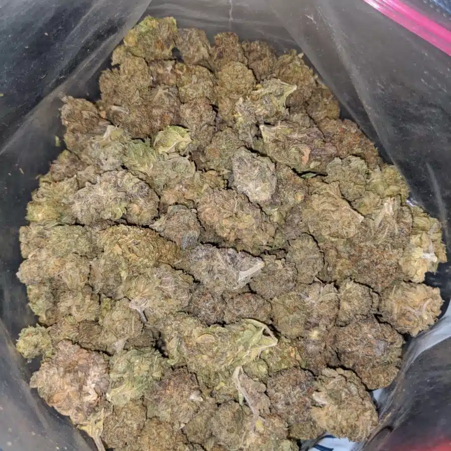 PURPLE GUSH AA 4 I Purple Gush AA+