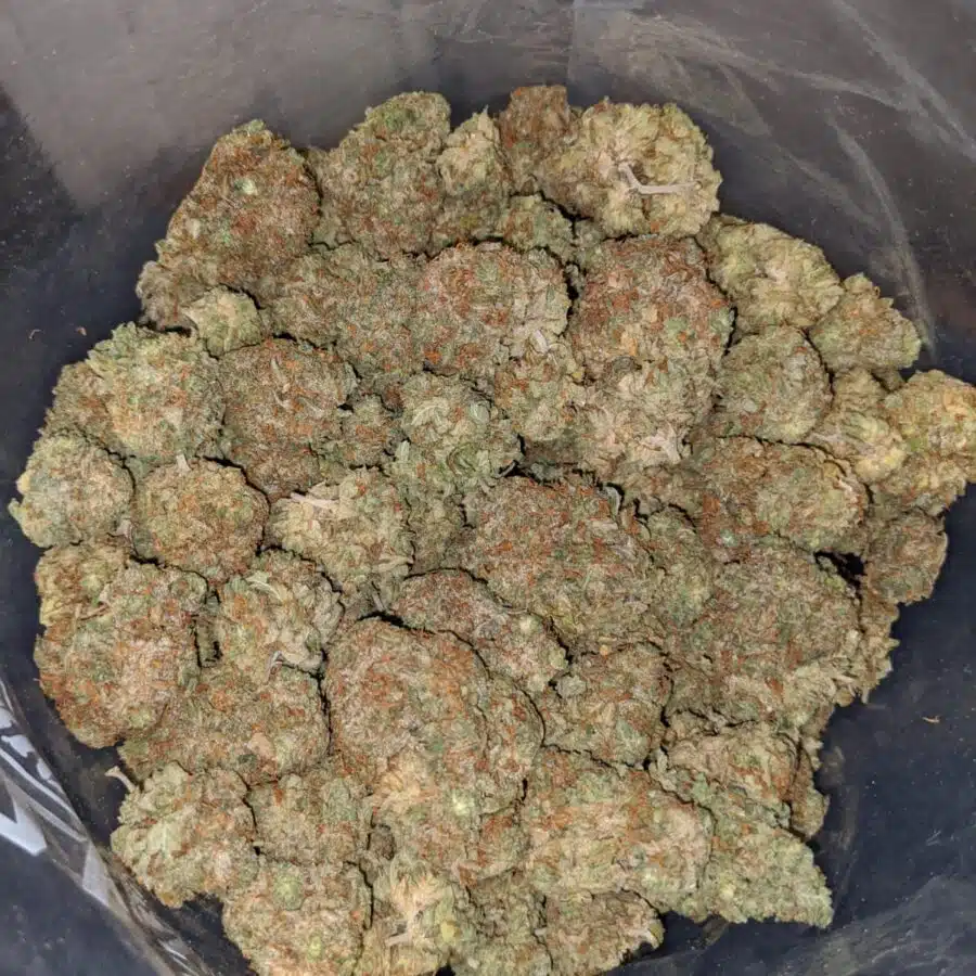 kosher kush dod 3 I Kosher Kush - *Deal of the Day*