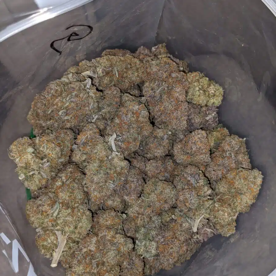 tgw 1 I Tony's G-Wiz