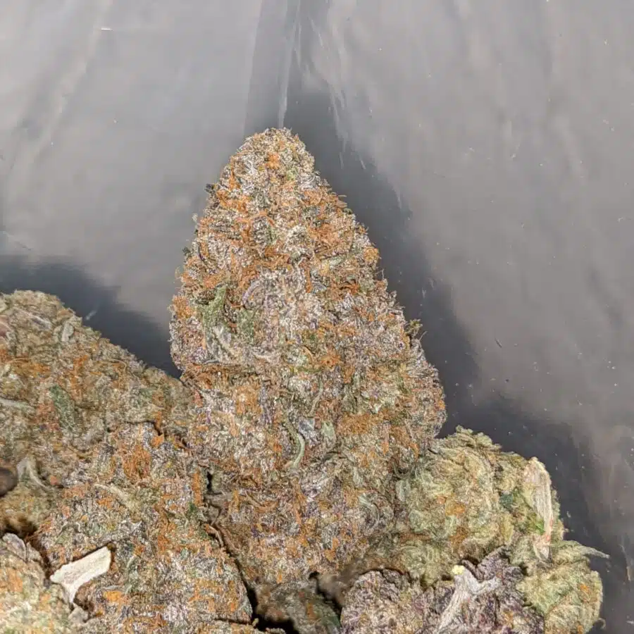 tgw 4 I Tony's G-Wiz