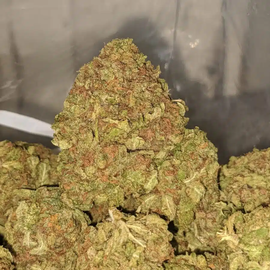 yellow kush dod 1 I Yellow Kush - *Deal of the Day*