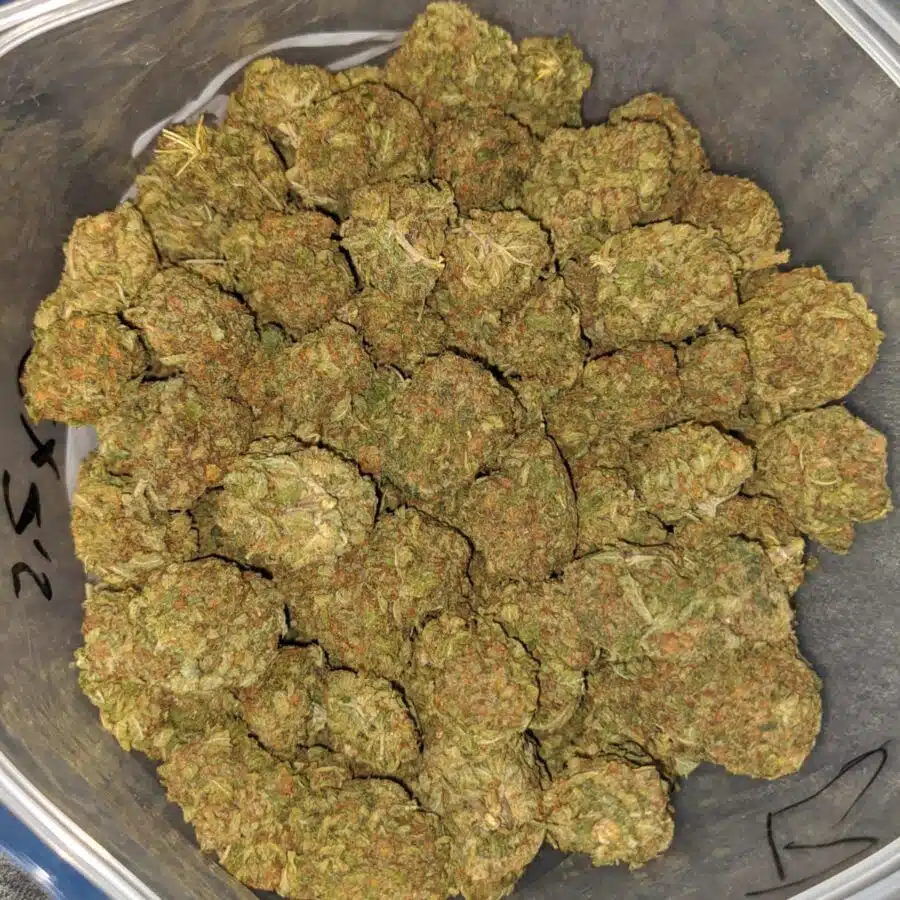 yellow kush dod 3 I Yellow Kush - *Deal of the Day*
