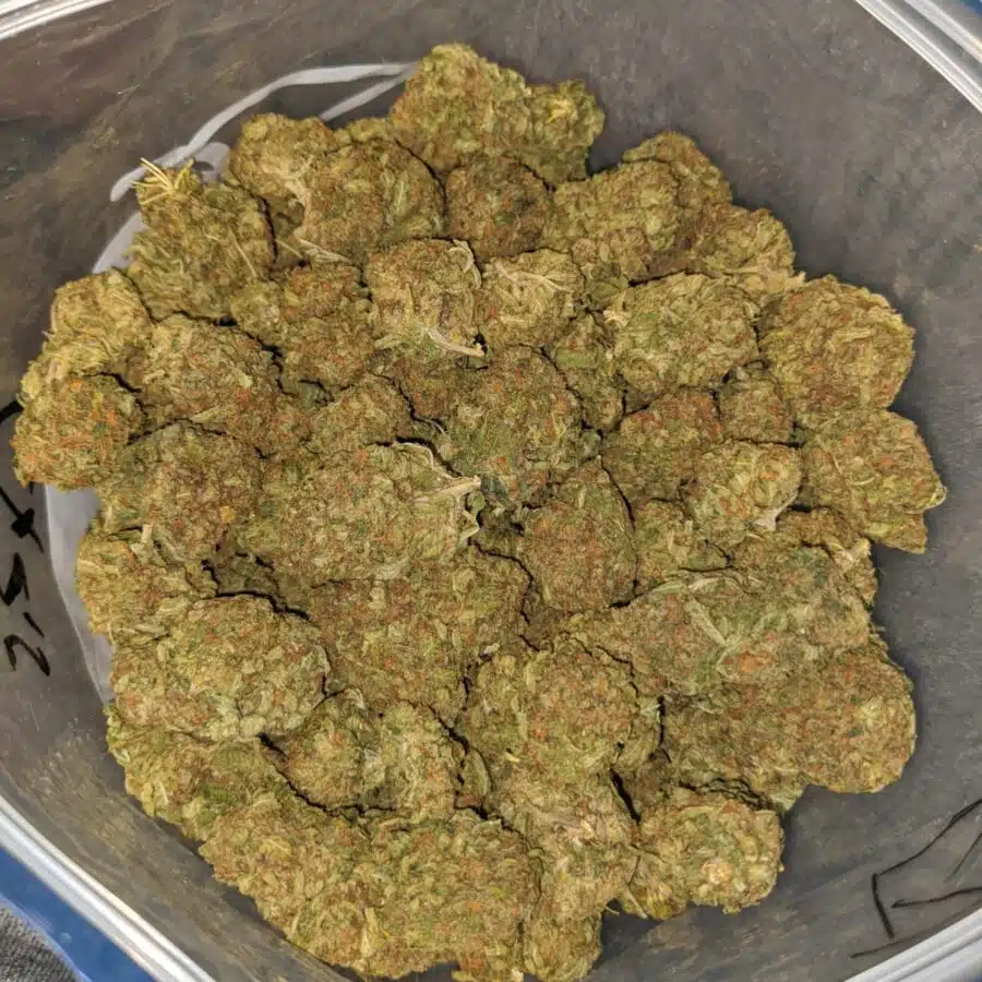 yellow kush dod 4 I Yellow Kush - *Deal of the Day*