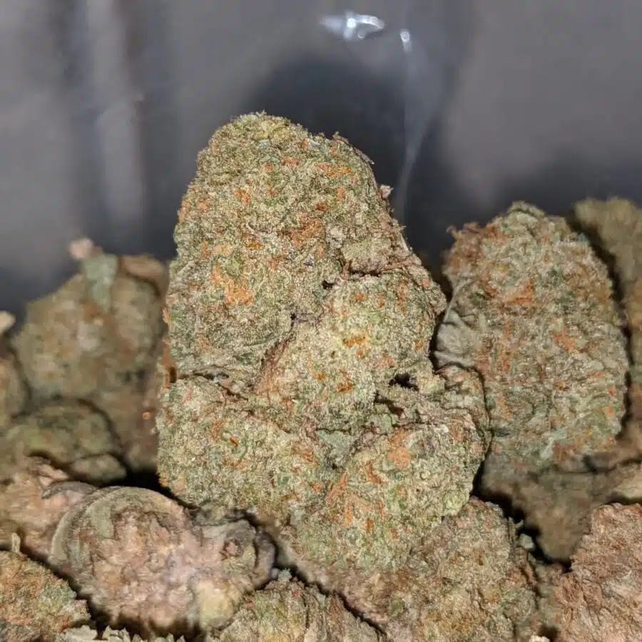 AA ROCKBUD BS 1 I AA Rockbud Bulk Special