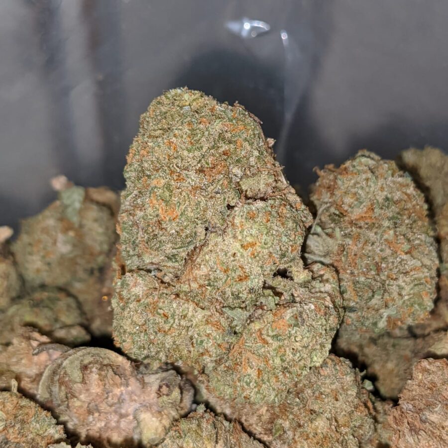 AA Rockbud Bulk Special - Image 4