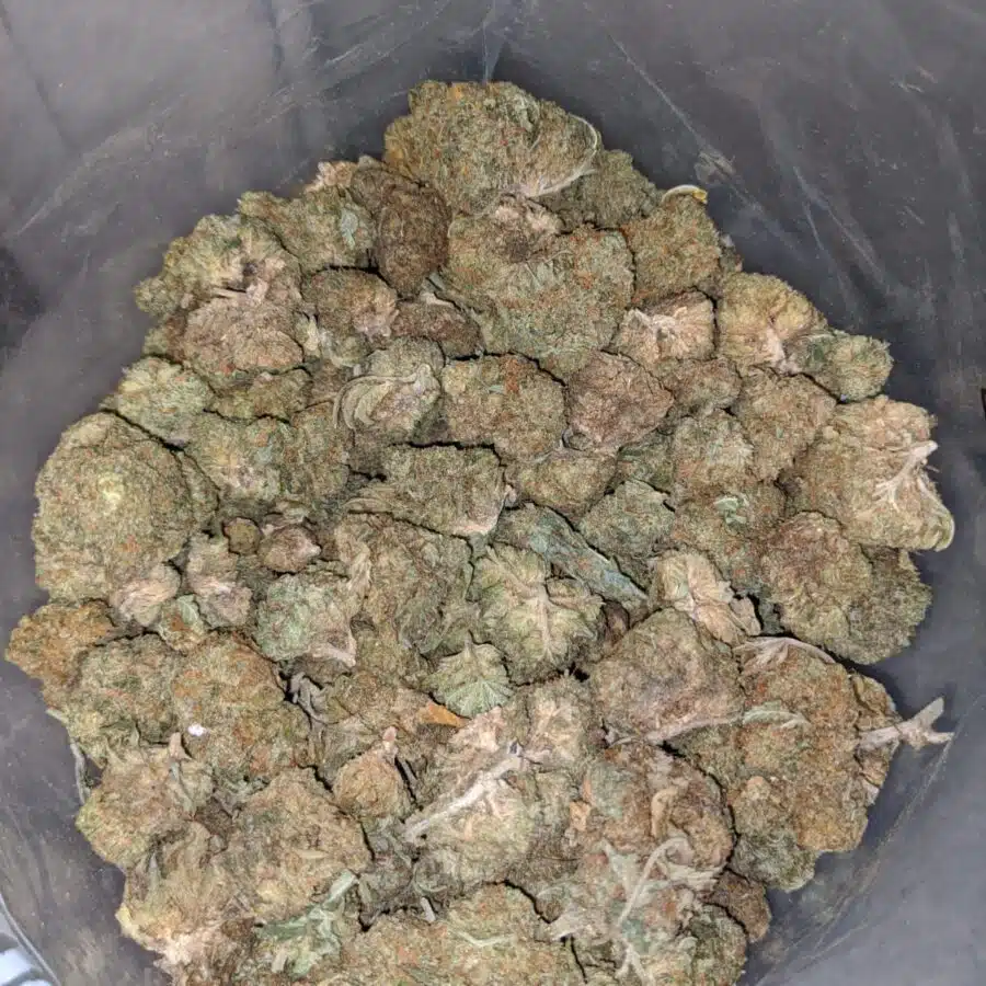 AA ROCKBUD BS 3 I AA Rockbud Bulk Special