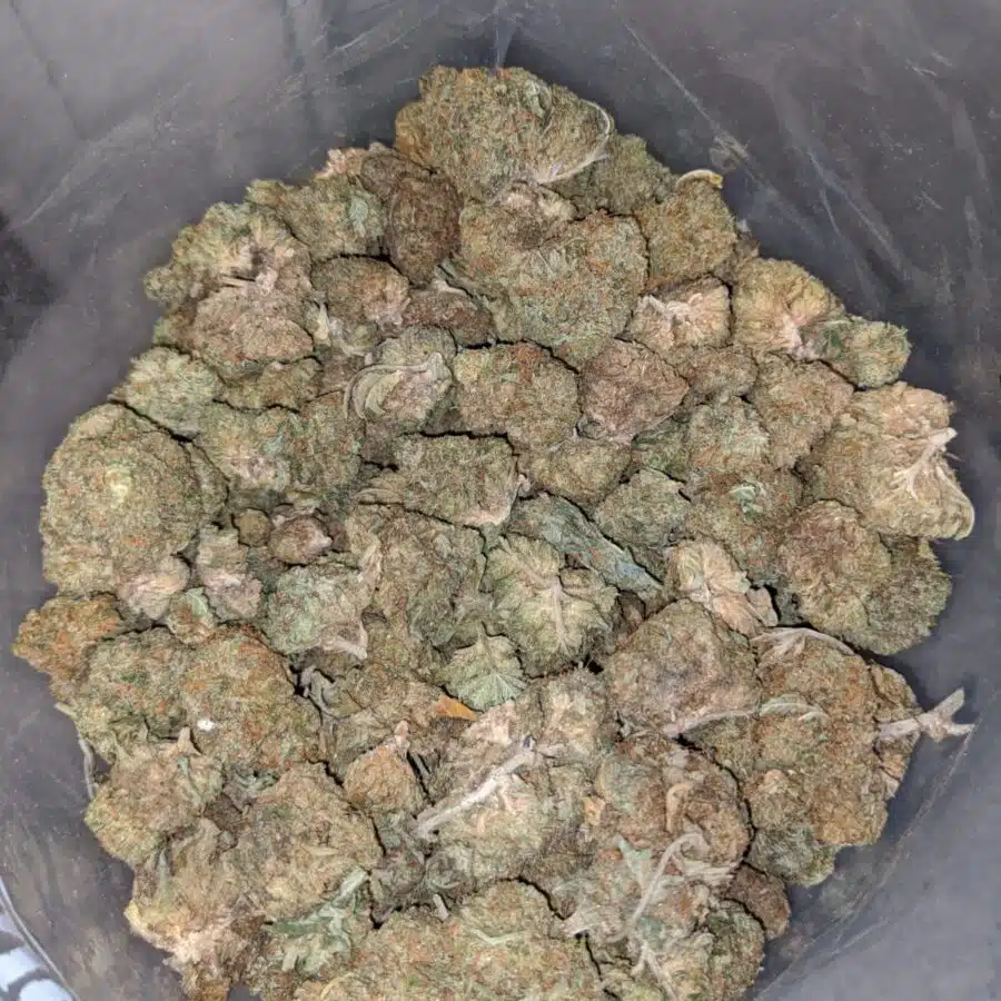 AA ROCKBUD BS 4 I AA Rockbud Bulk Special