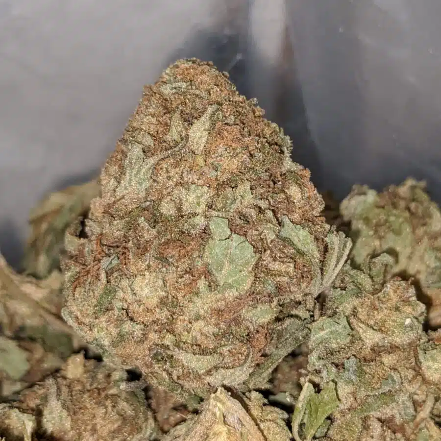 aa widow haze 1 I AA Widow Haze
