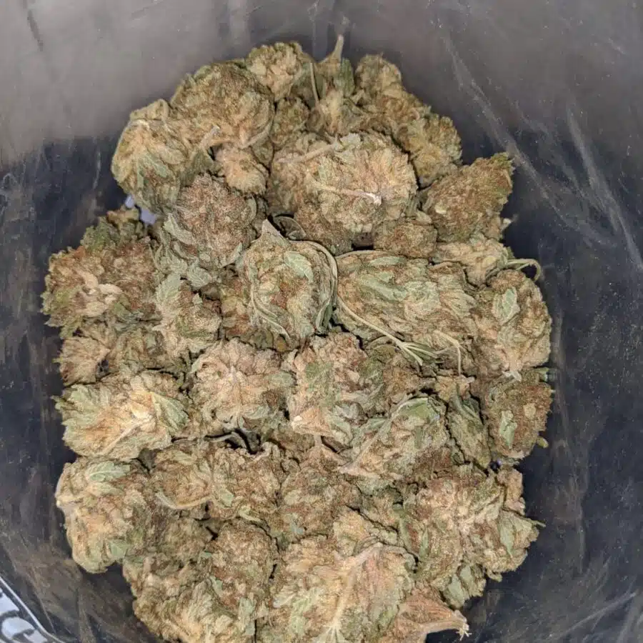 aa widow haze 3 I AA Widow Haze