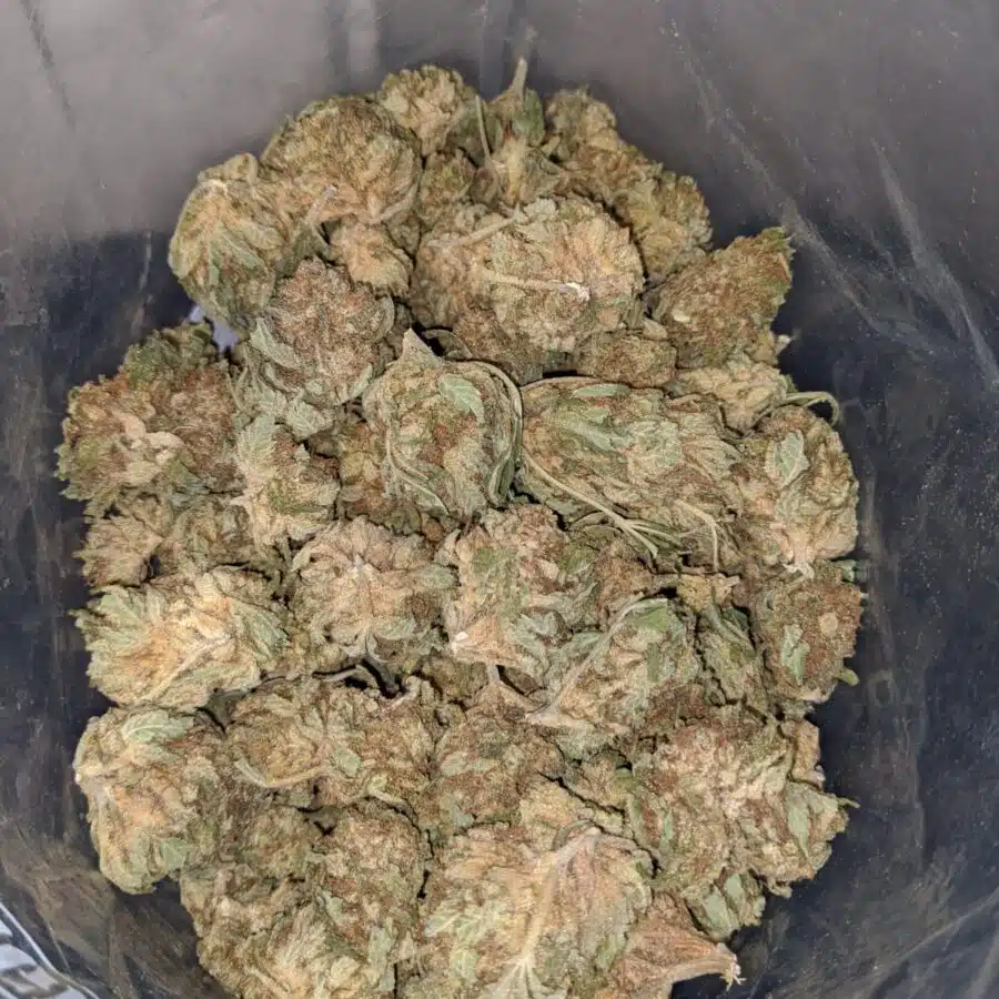 aa widow haze 4 I AA Widow Haze