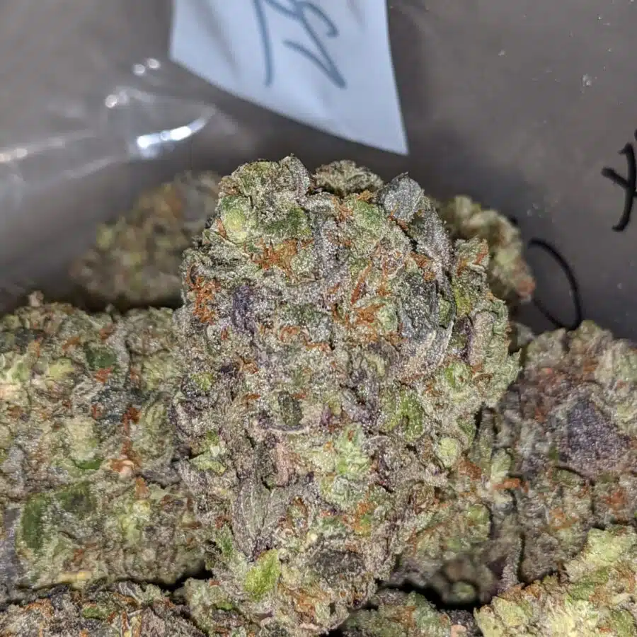 mystic punch deal of the day 1 I Mystic Punch - *Deal of the Day*
