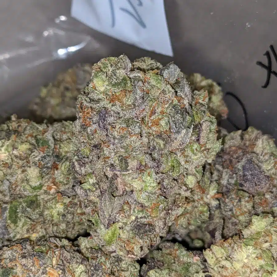 mystic punch deal of the day 2 I Mystic Punch - *Deal of the Day*