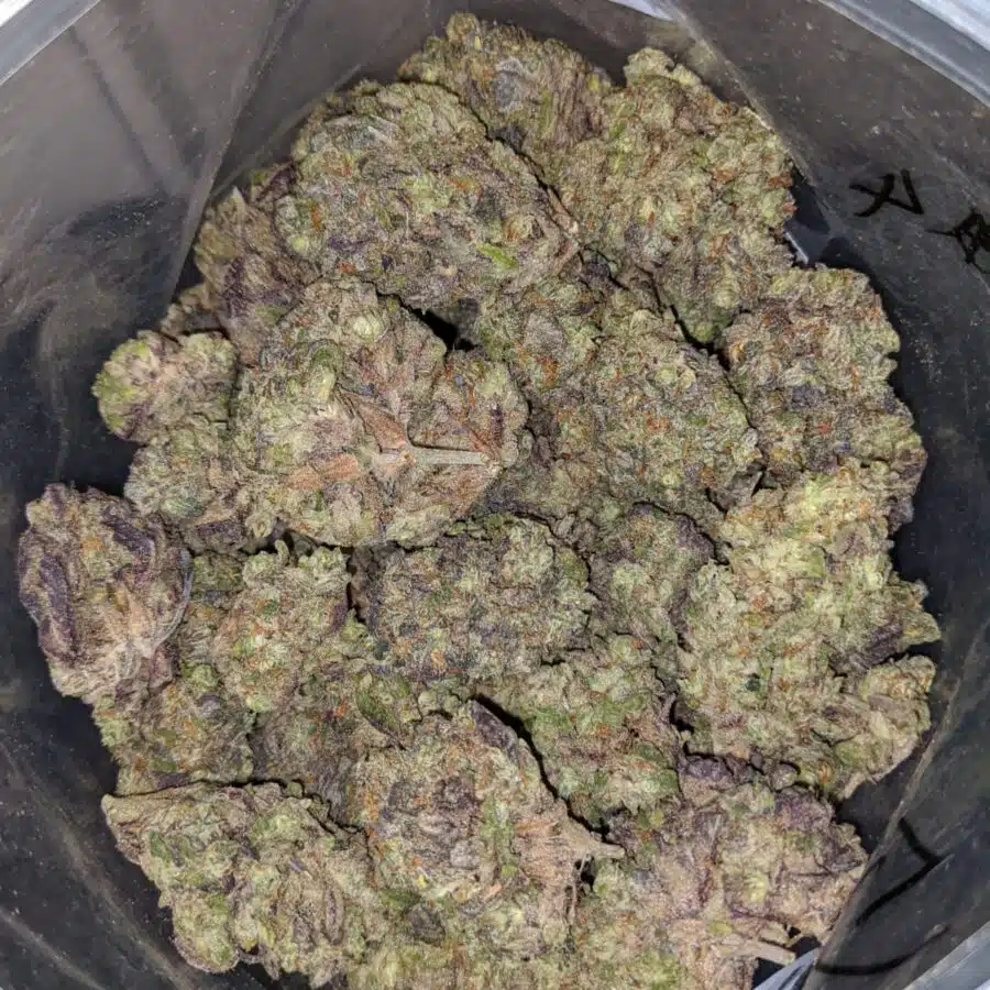 mystic punch deal of the day 4 I Mystic Punch - *Deal of the Day*