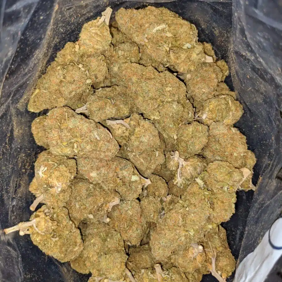 ANIMAL COOKIES BS 1 I Animal Cookies Bulk Special
