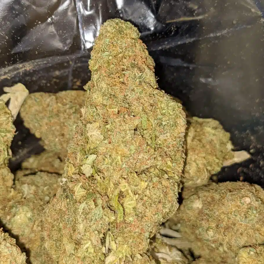 ANIMAL COOKIES BS 2 I Animal Cookies Bulk Special
