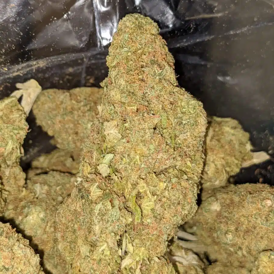 ANIMAL COOKIES BS 3 I Animal Cookies Bulk Special