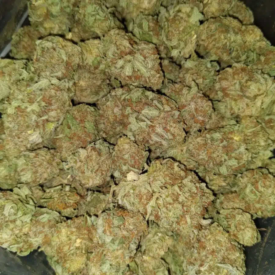 Cheap White widow2 I Cheap White Widow