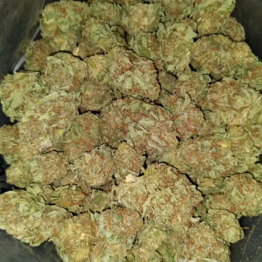 Cheap White widow3 I Cheap White Widow