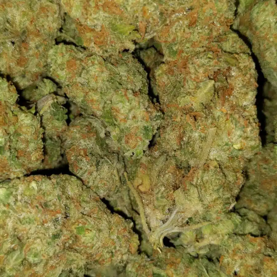 Mango sherbet2 I $103 Oz - Mango Sherbert