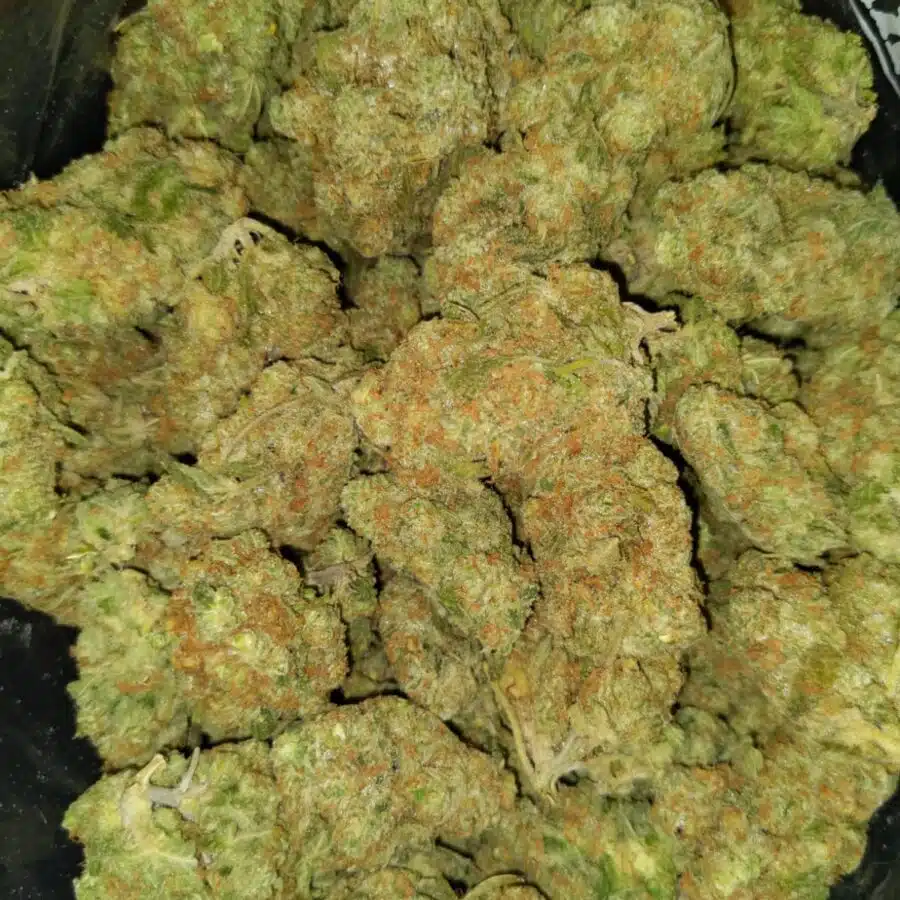Mango sherbet3 I $103 Oz - Mango Sherbert