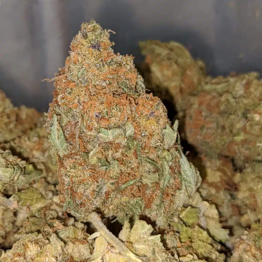 sweet tangerine bs 1 I Sweet Tangerine Bulk Special