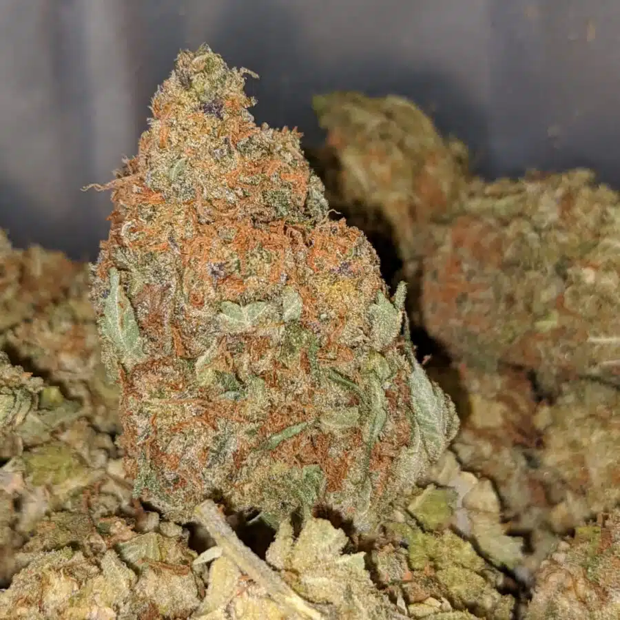 sweet tangerine bs 2 I Sweet Tangerine Bulk Special