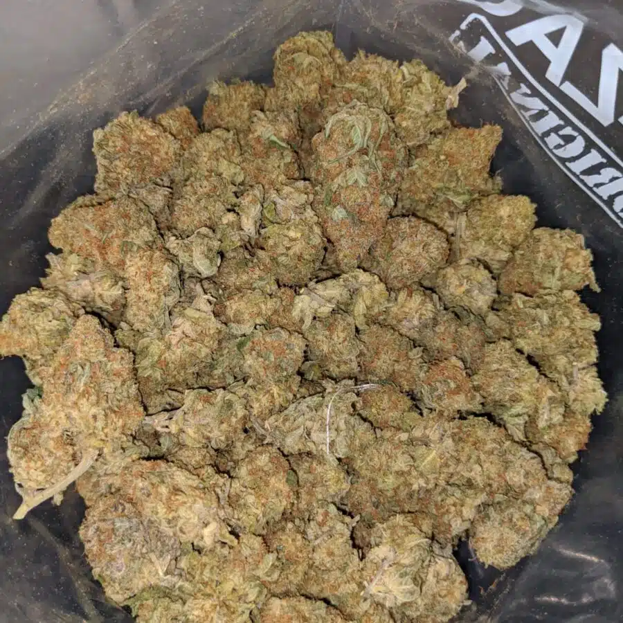 sweet tangerine bs 3 I Sweet Tangerine Bulk Special