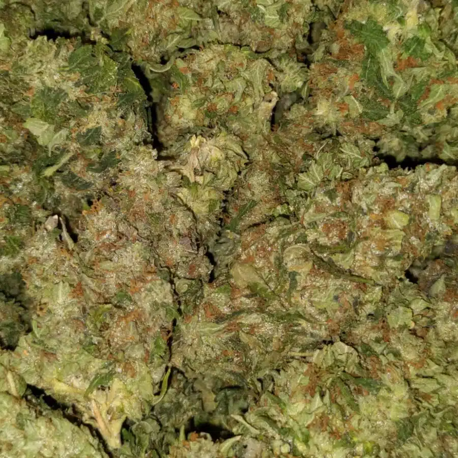 105 oz mku I $105 Oz - MK Ultra