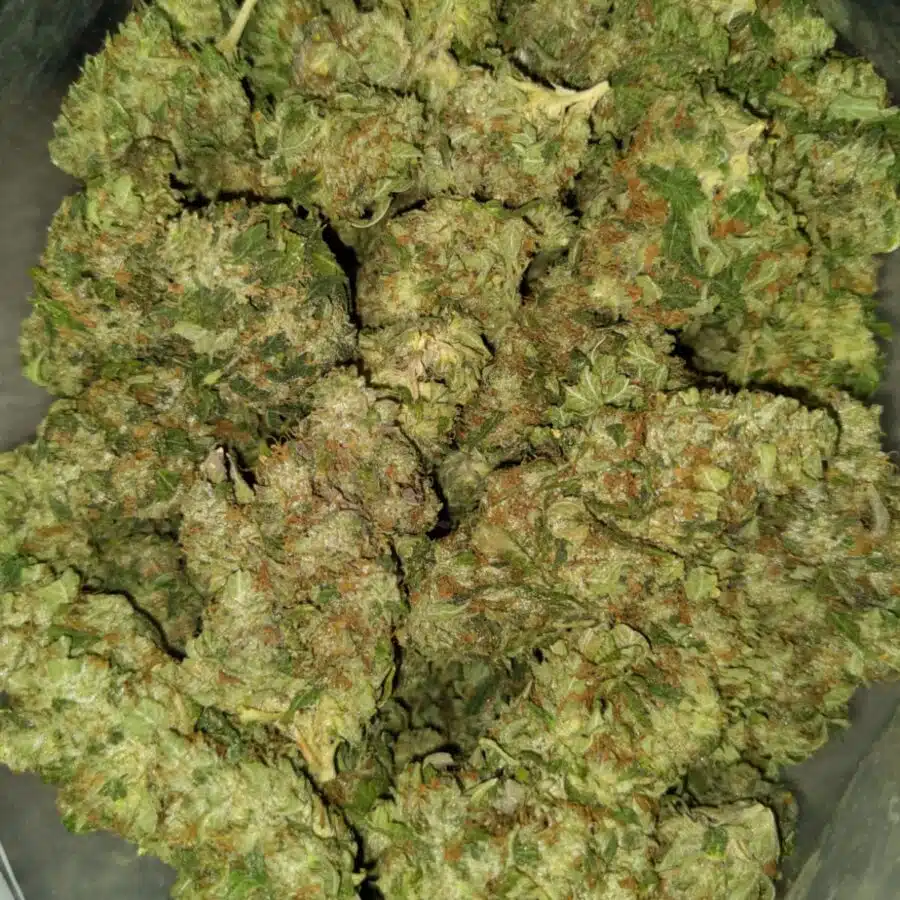 105 oz mku1 I $105 Oz - MK Ultra