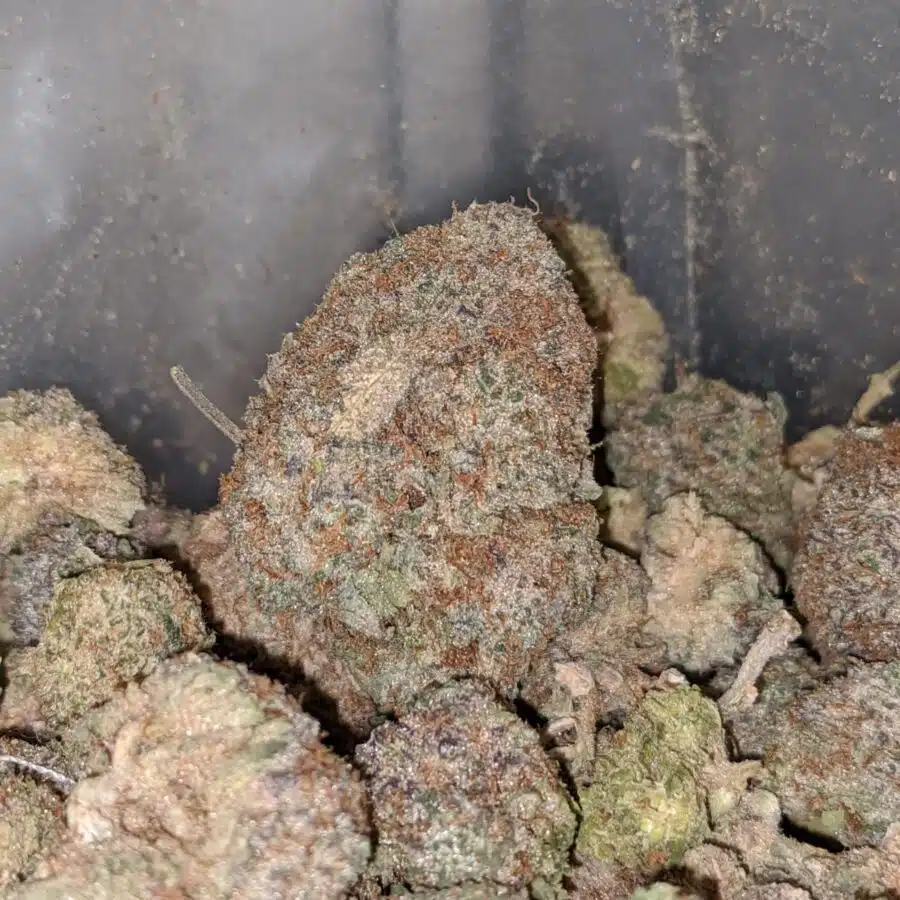 AA Indica 1 I Cheap Indica