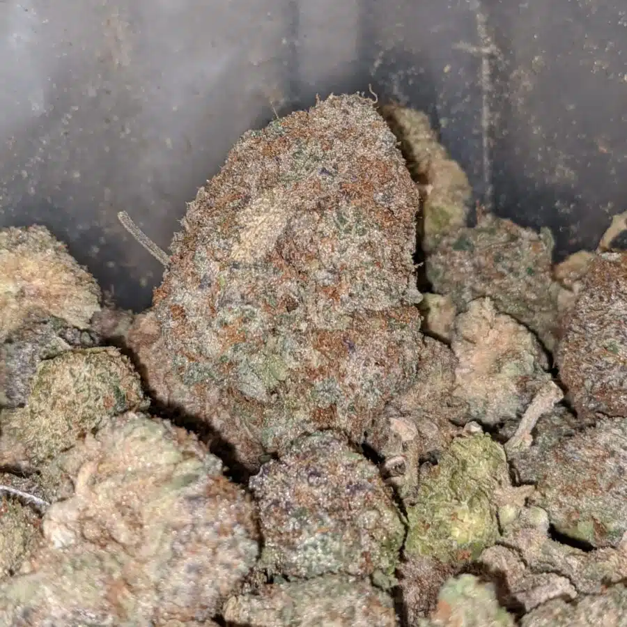 AA Indica 2 I Cheap Indica