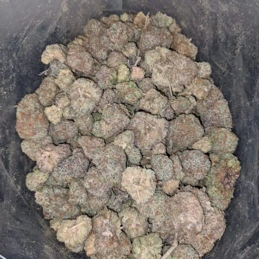 AA Indica 3 I Cheap Indica