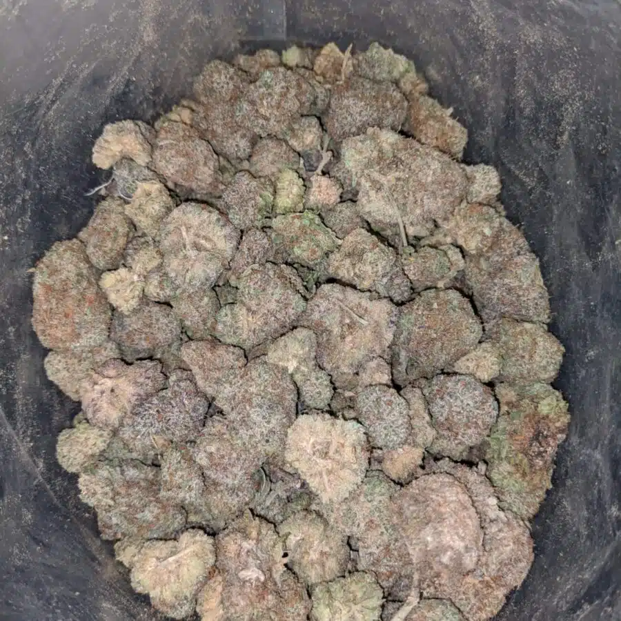 AA Indica 4 I Cheap Indica