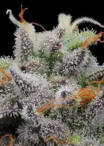 Alien Labs Biscotti Hairs I *LIVE RESIN RARE DROPS / DEALS OF THE WEEK* - 11/30/2020