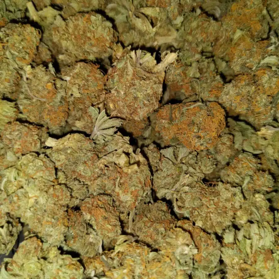 Blue genetics aa sativa1 I AA+ Blue Genetic Sativa