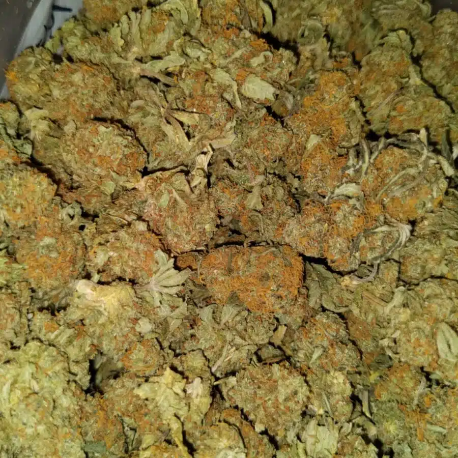 Blue genetics aa sativa2 I AA+ Blue Genetic Sativa