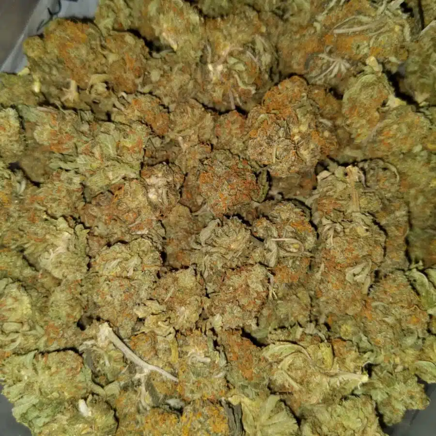 Blue genetics aa sativa3 I AA+ Blue Genetic Sativa