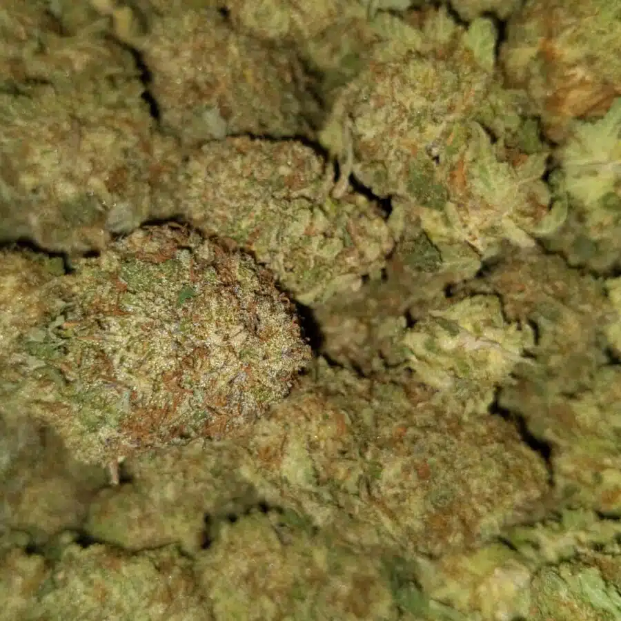 Blue heron1 I $69 Oz - Blue Heron