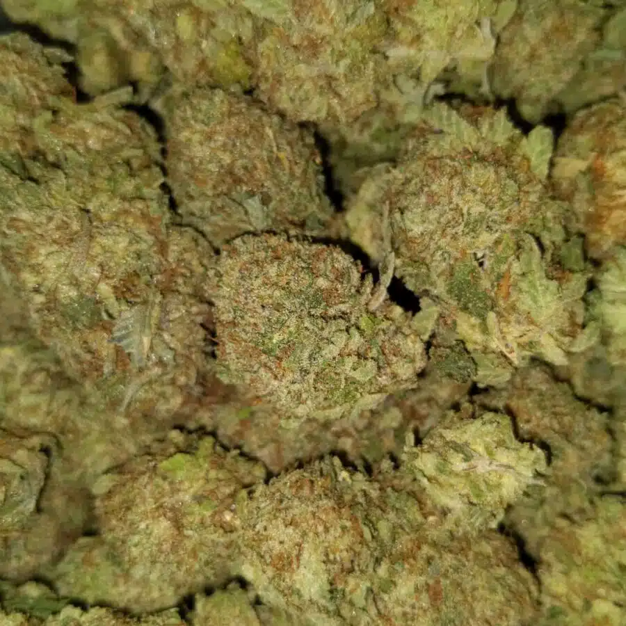Blue heron2 I $69 Oz - Blue Heron