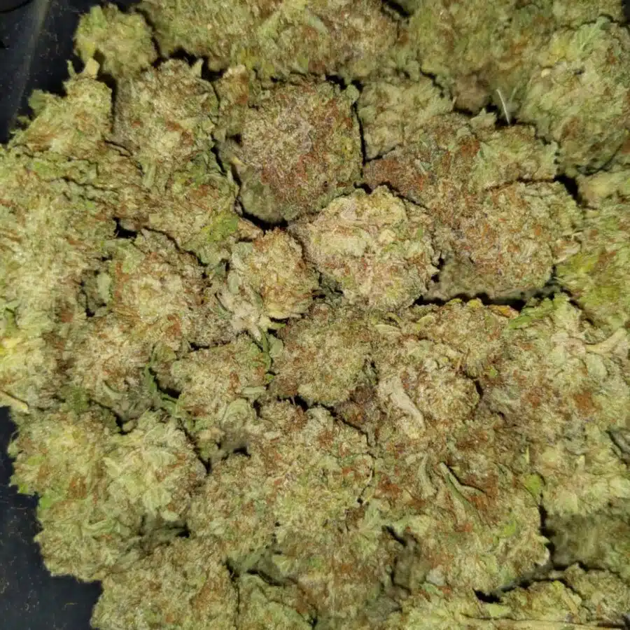 Great white shark1 I $69 Oz - Great White Shark