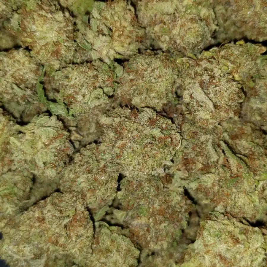 Great white shark2 I $69 Oz - Great White Shark