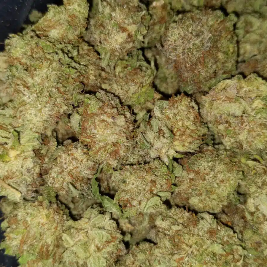 Great white shark3 I $69 Oz - Great White Shark
